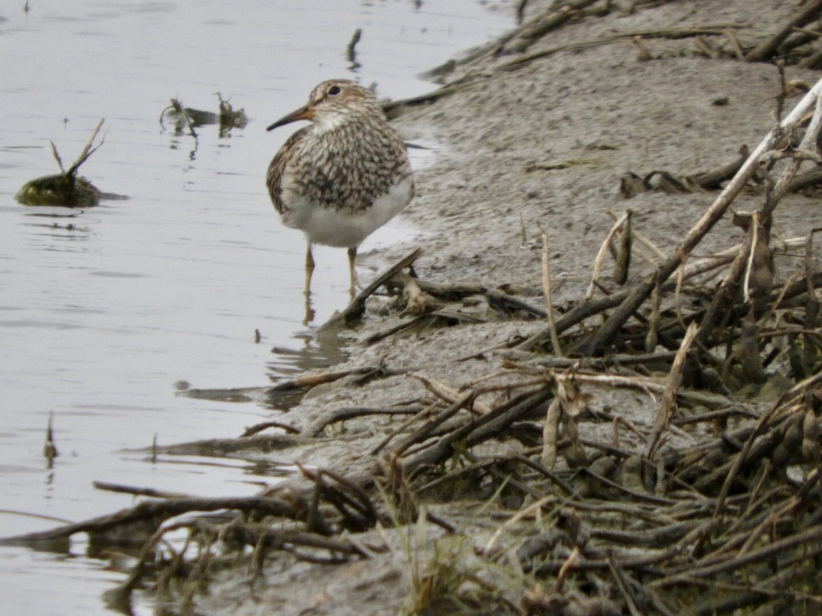 Pectoral Sandpiper - Lois Rockhill