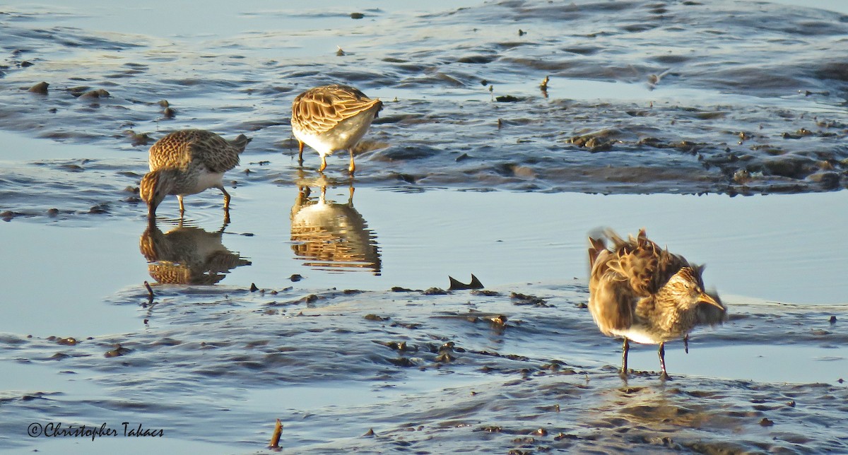 Pectoral Sandpiper - ML431908571