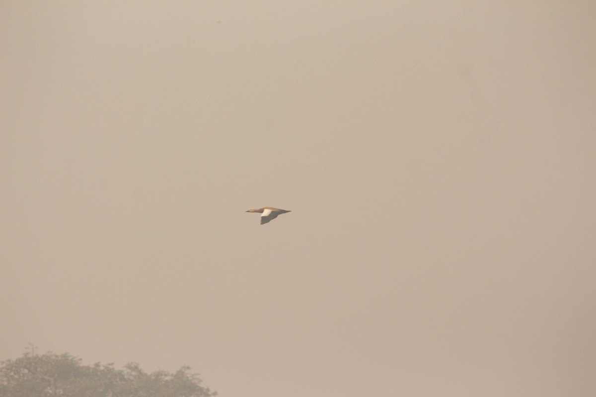 Ruddy Shelduck - Rajagopala Rao Srinadhuni