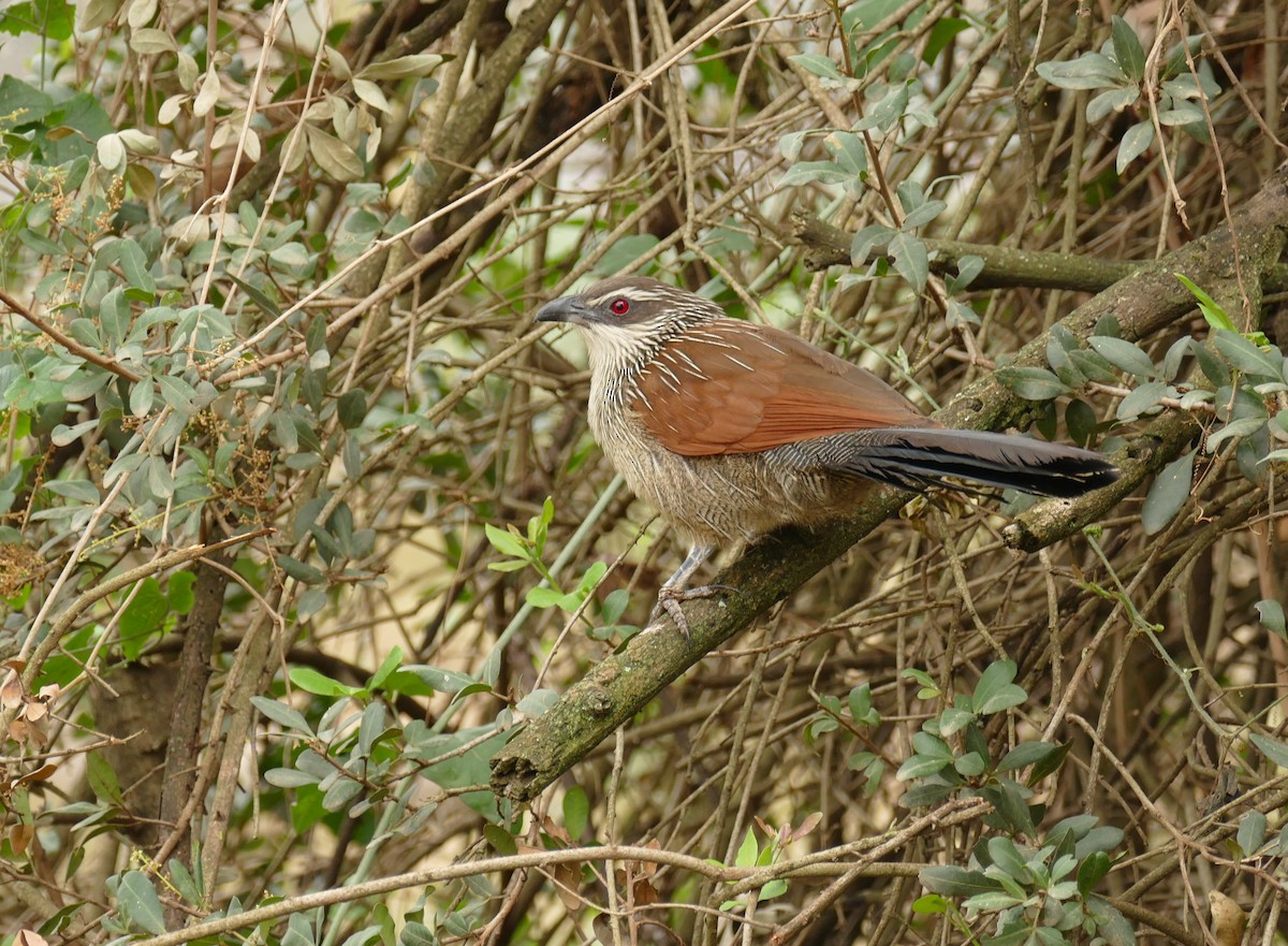 White-browed Coucal - ML431910551