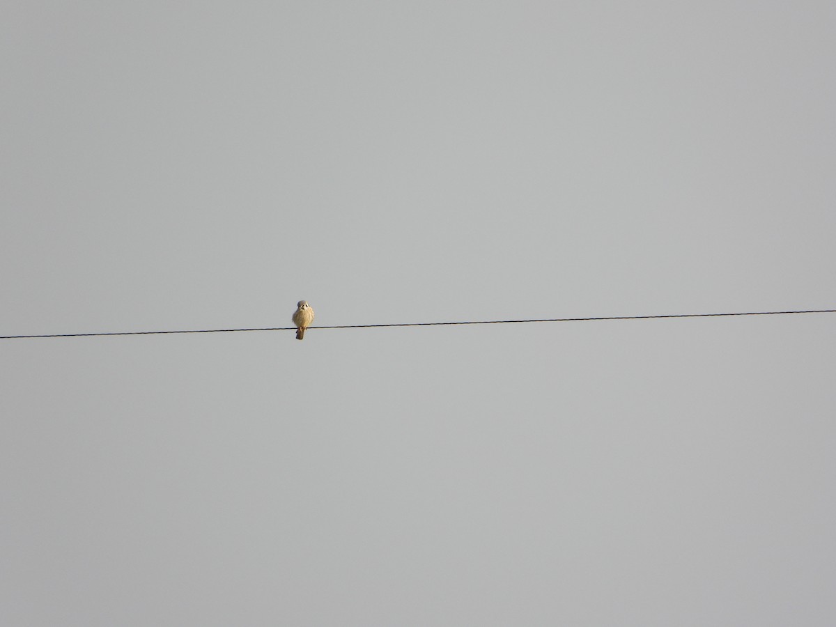 American Kestrel - ML431911391
