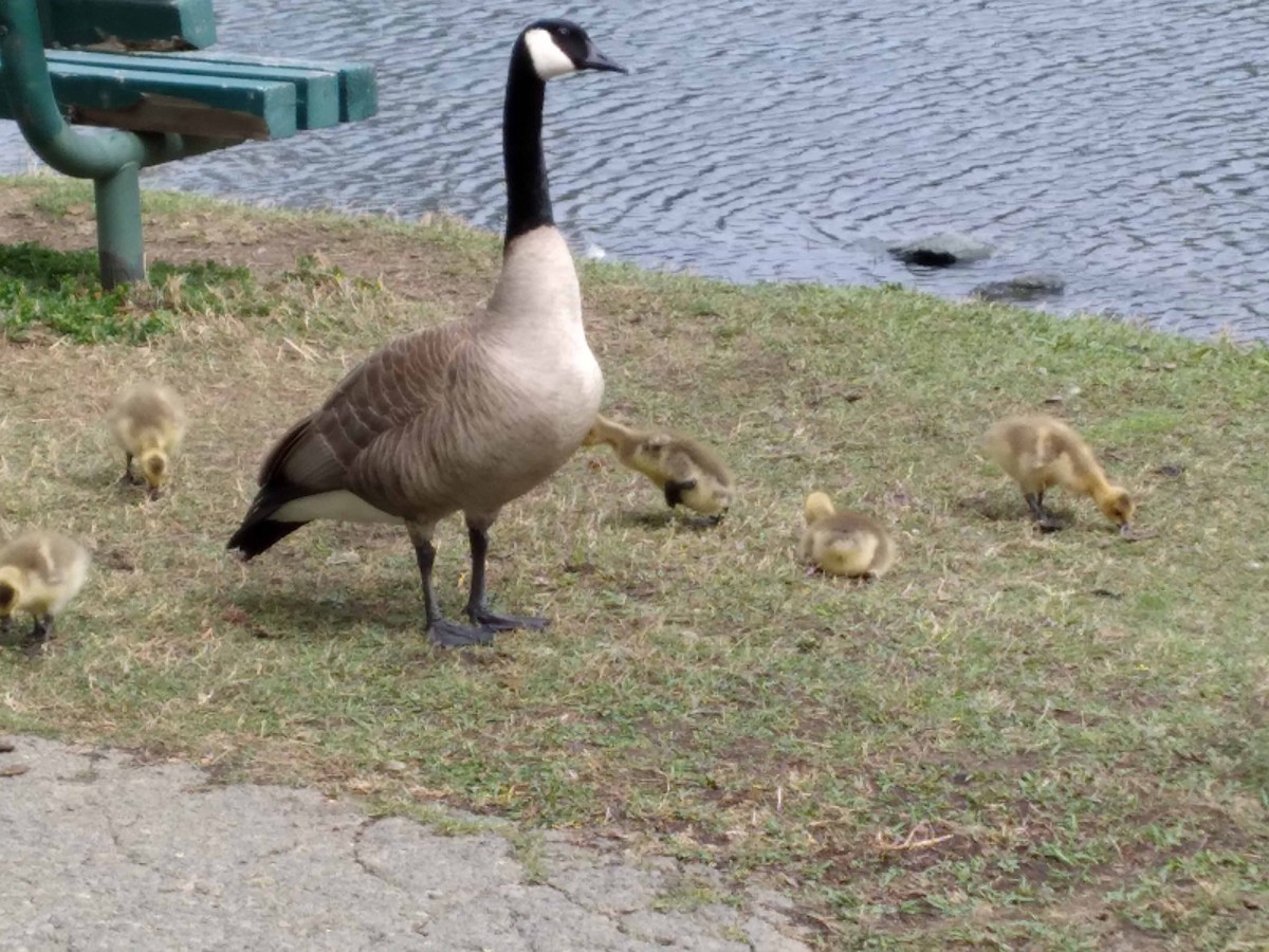 Canada Goose - ML431912261