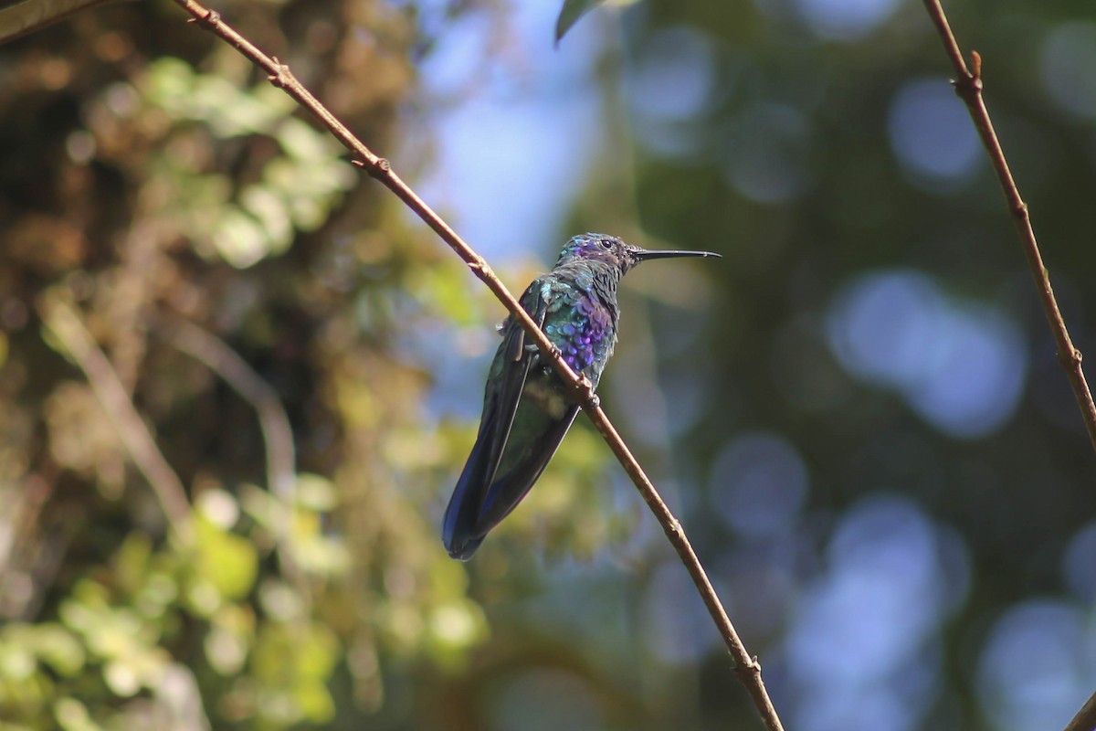 Glanz-Veilchenohrkolibri - ML431913121