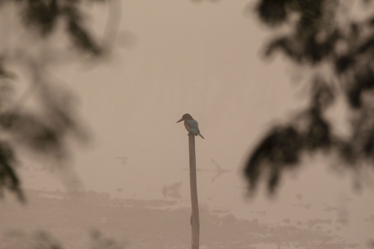 White-throated Kingfisher - ML431913471