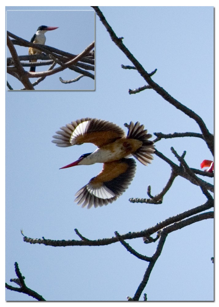 Black-capped Kingfisher - ML431914321