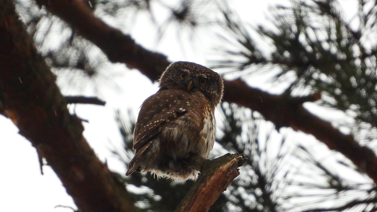 Eurasian Pygmy-Owl - ML431914341