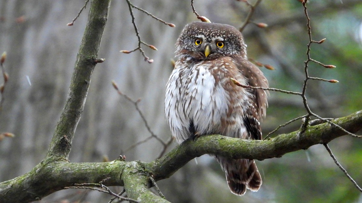 Eurasian Pygmy-Owl - ML431914351