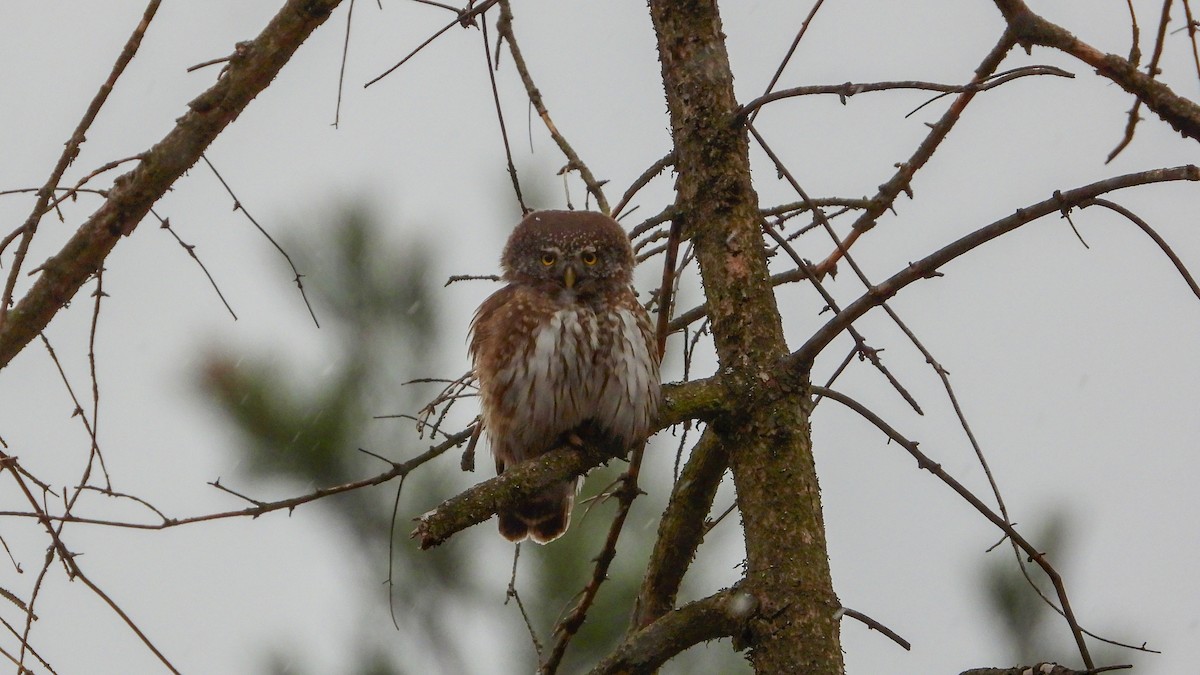 Eurasian Pygmy-Owl - ML431914361