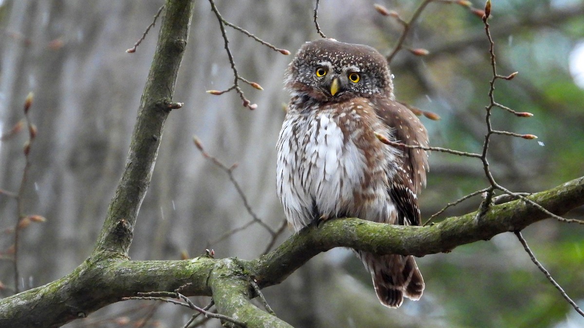 Eurasian Pygmy-Owl - ML431914401