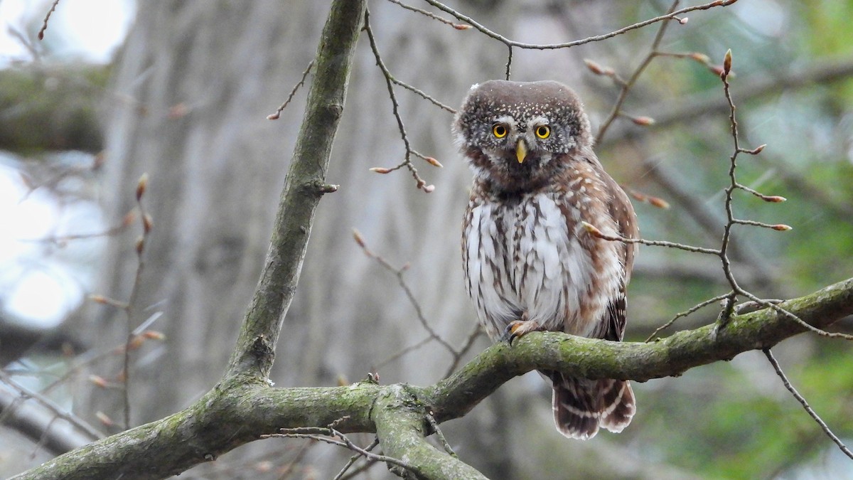 Eurasian Pygmy-Owl - ML431914411