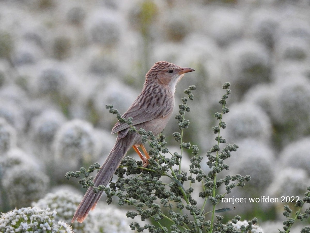 Common Babbler - Ranjeet Singh