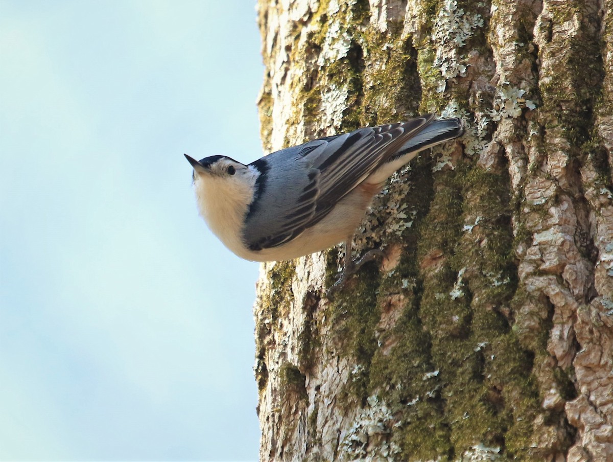 White-breasted Nuthatch - ML431915011