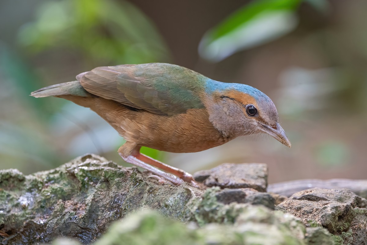 Blue-rumped Pitta - Ngoc Sam Thuong Dang