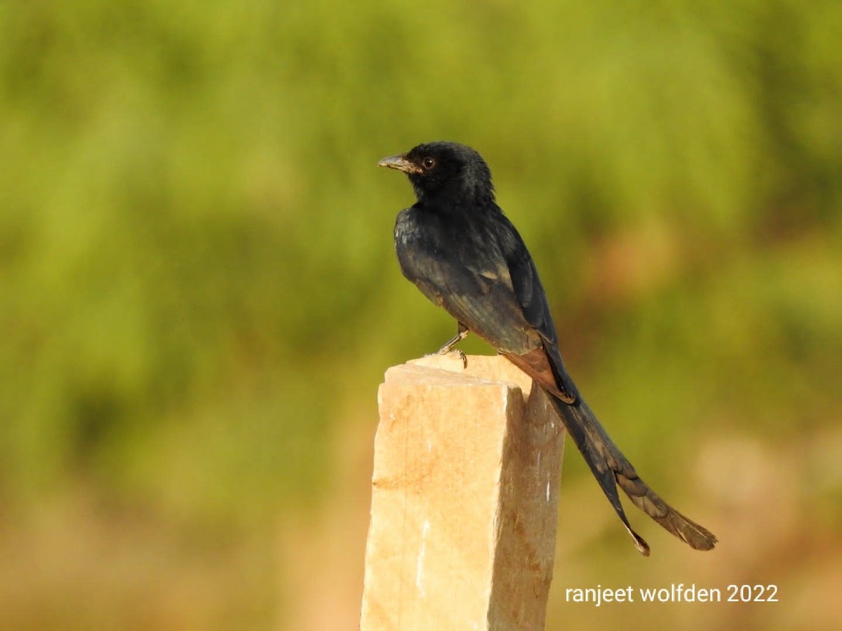 Black Drongo - Ranjeet Singh