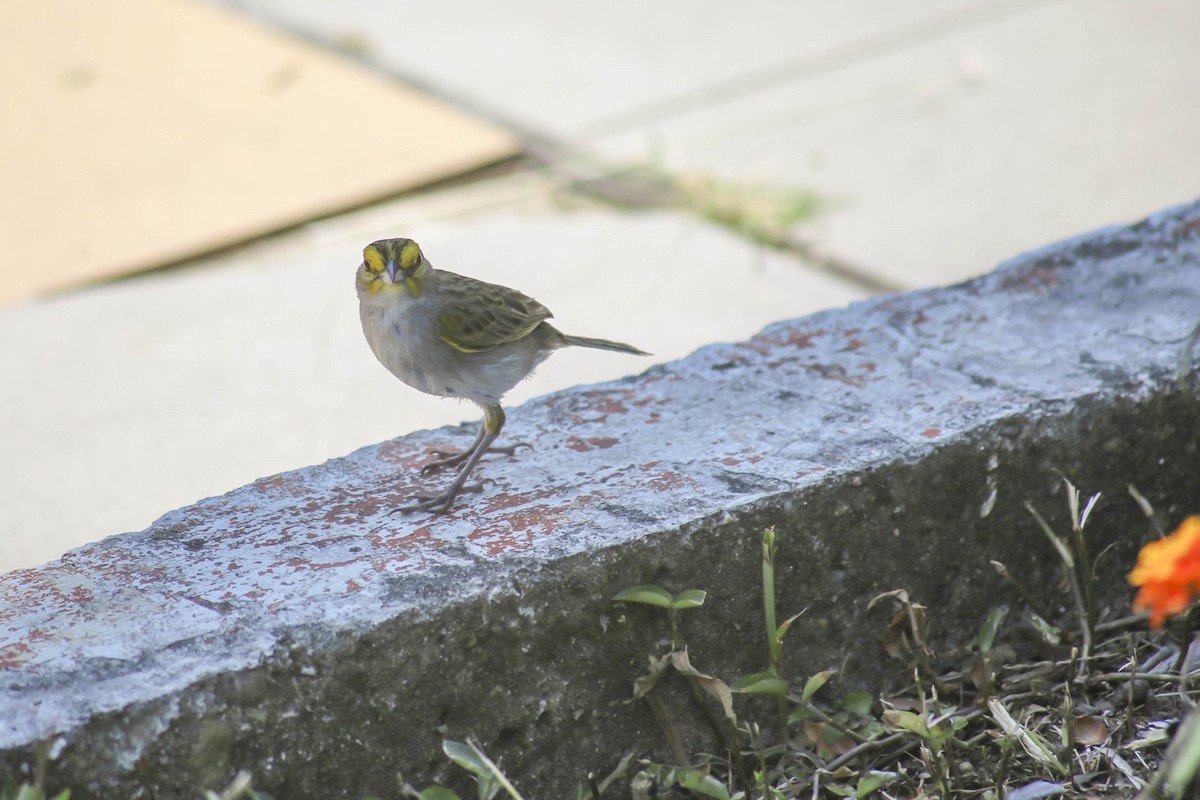 Yellow-browed Sparrow - ML431915651