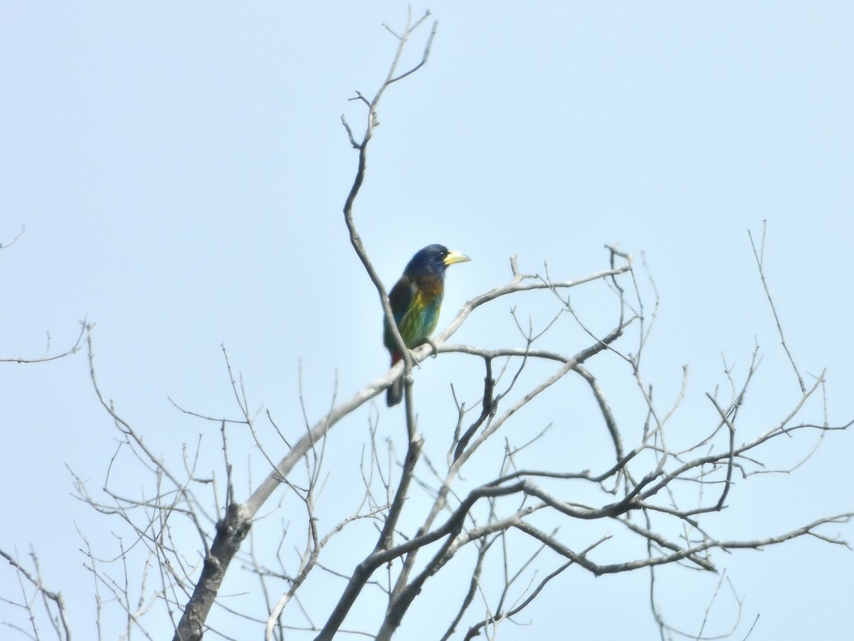 Great Barbet - ML431917741
