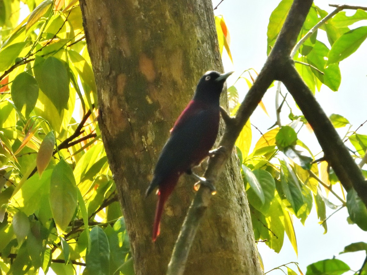 Maroon Oriole - ML431917841