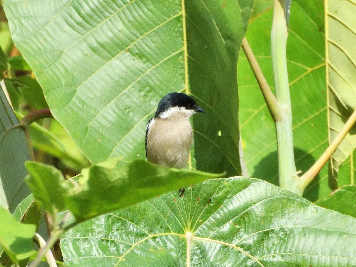 Bar-winged Flycatcher-shrike - ML431917931