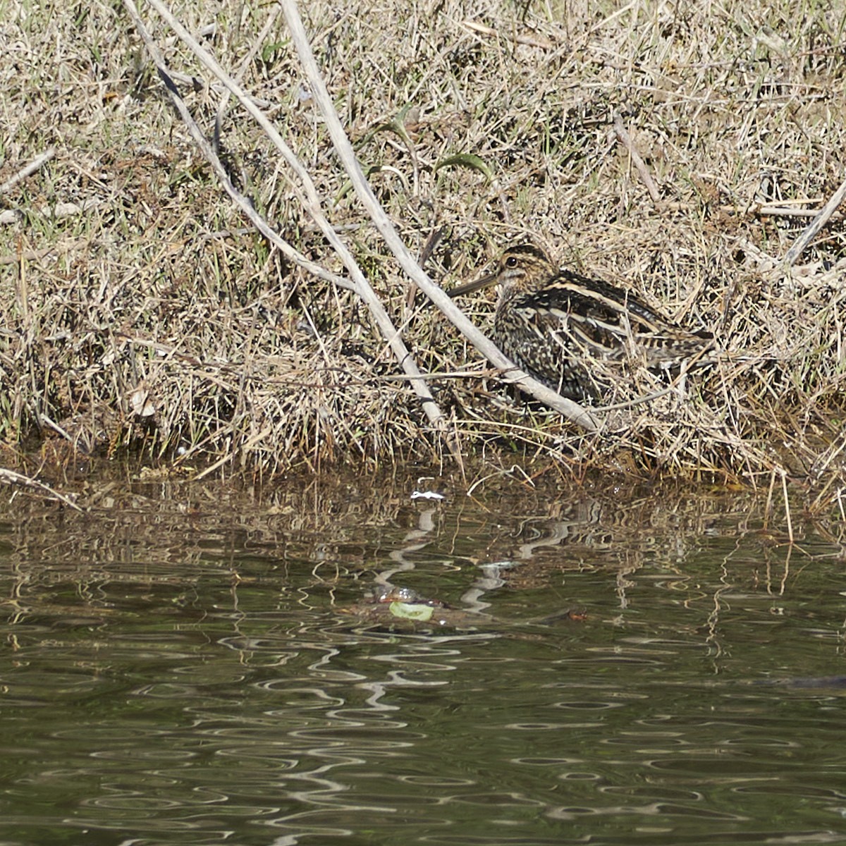 Common Snipe - Juan Carlos Troya