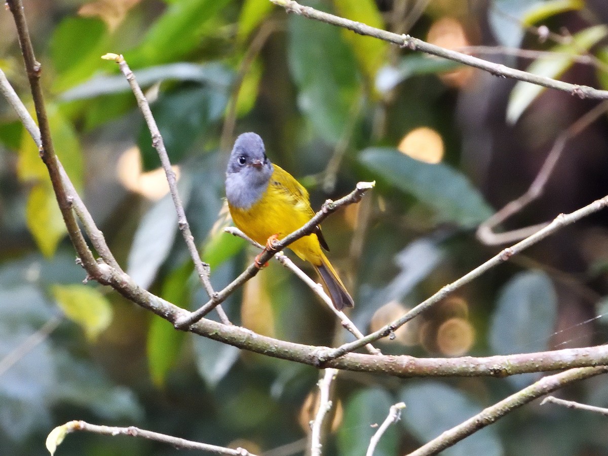 Gray-headed Canary-Flycatcher - ML431918521