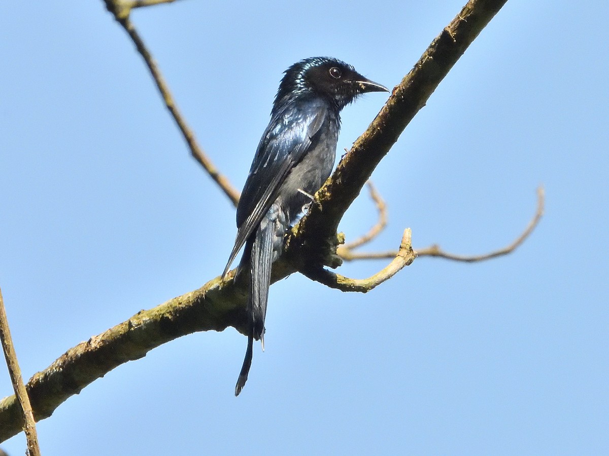 Bronzed Drongo - ML431918641