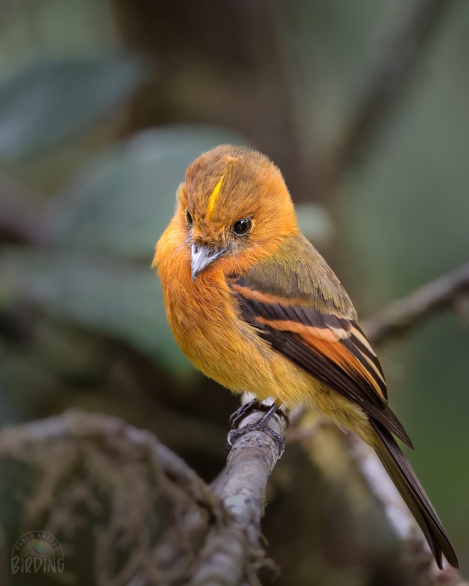 Cinnamon Flycatcher - Pablo Ortega