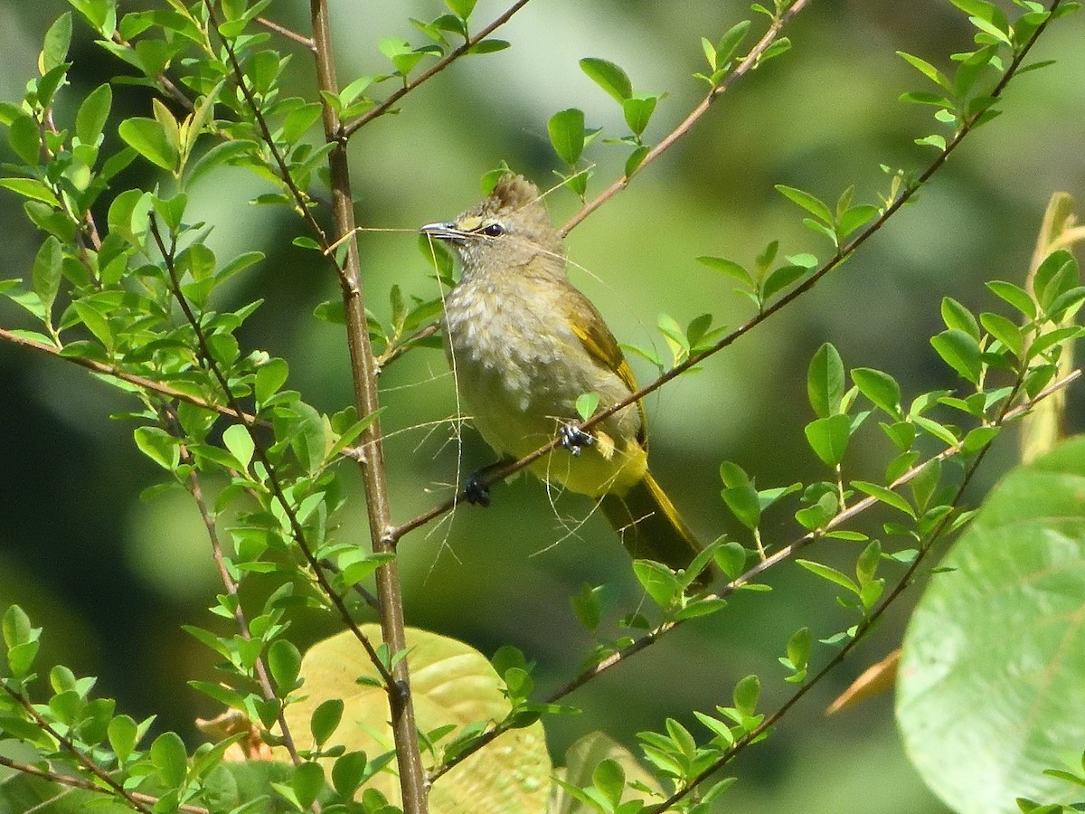 Flavescent Bulbul - ML431918811