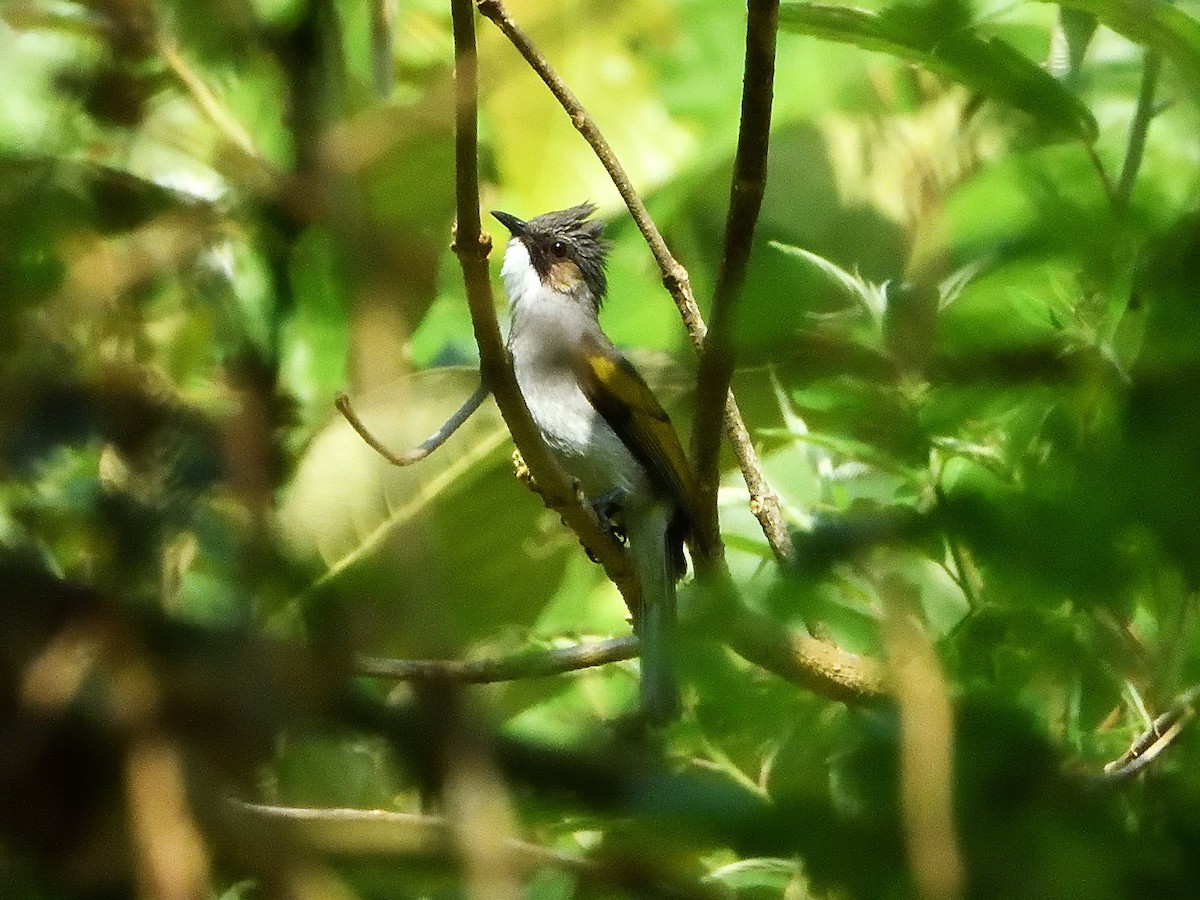 Ashy Bulbul - ML431919001