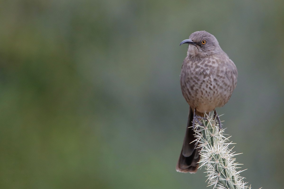 Curve-billed Thrasher - Michael Stremciuc