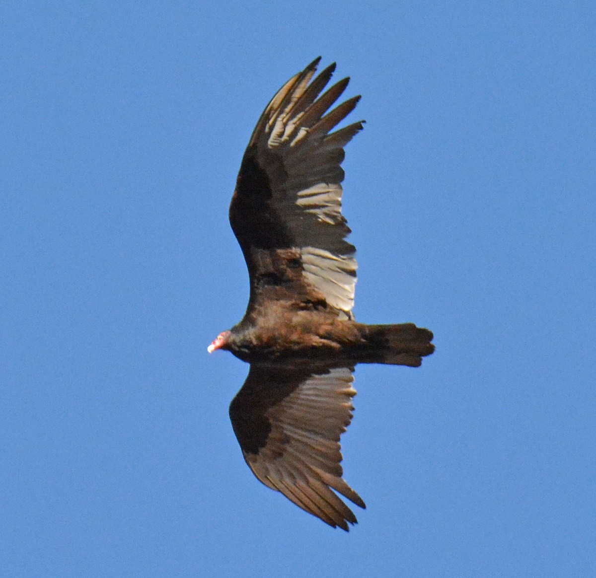 Turkey Vulture - ML431919251