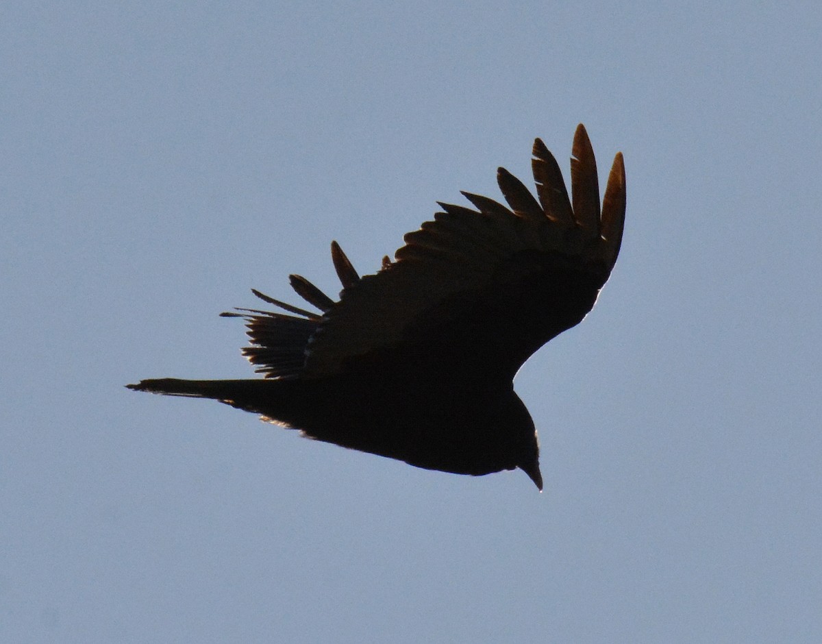 Turkey Vulture - ML431919281