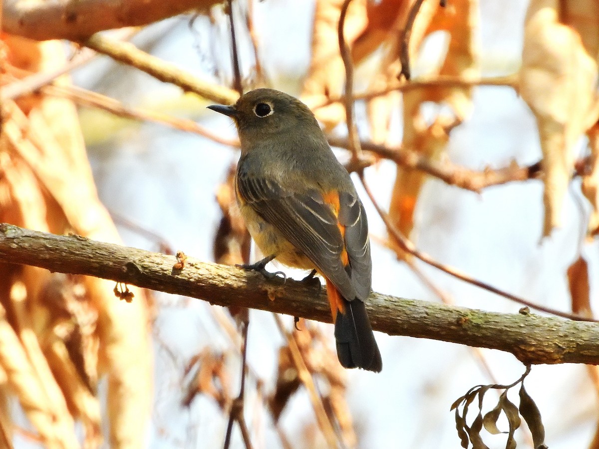 Blue-fronted Redstart - ML431919911