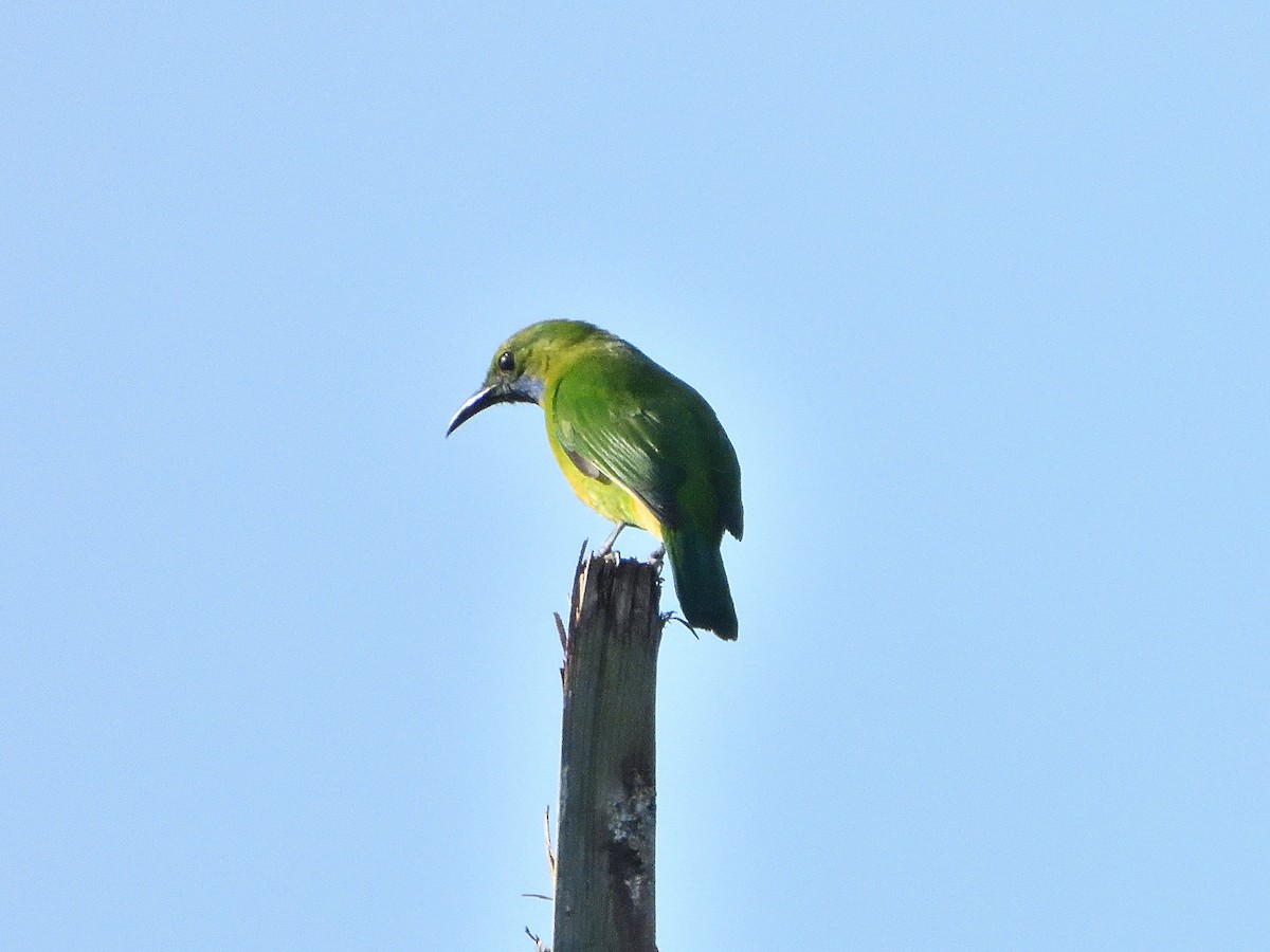 Orange-bellied Leafbird - ML431920071