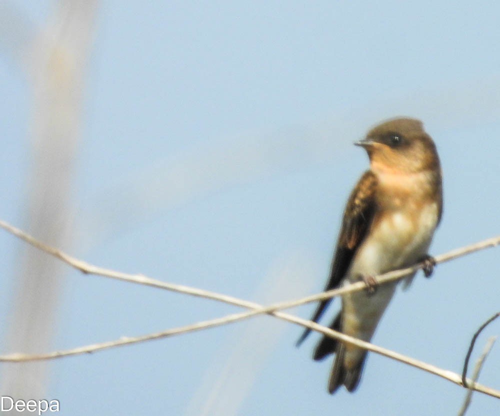 Pale Martin - ML431920411