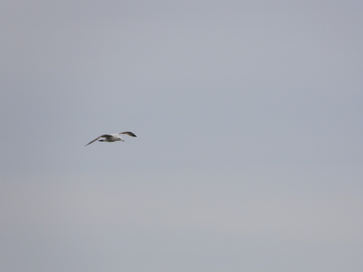 Gaviota Argéntea - ML431921171