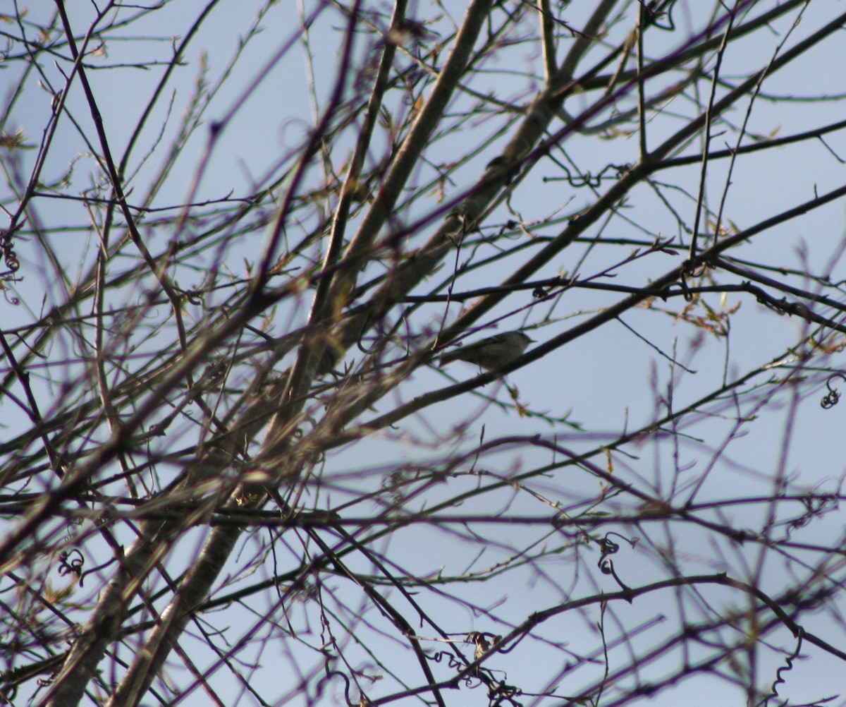 Golden-crowned Kinglet - ML431921221