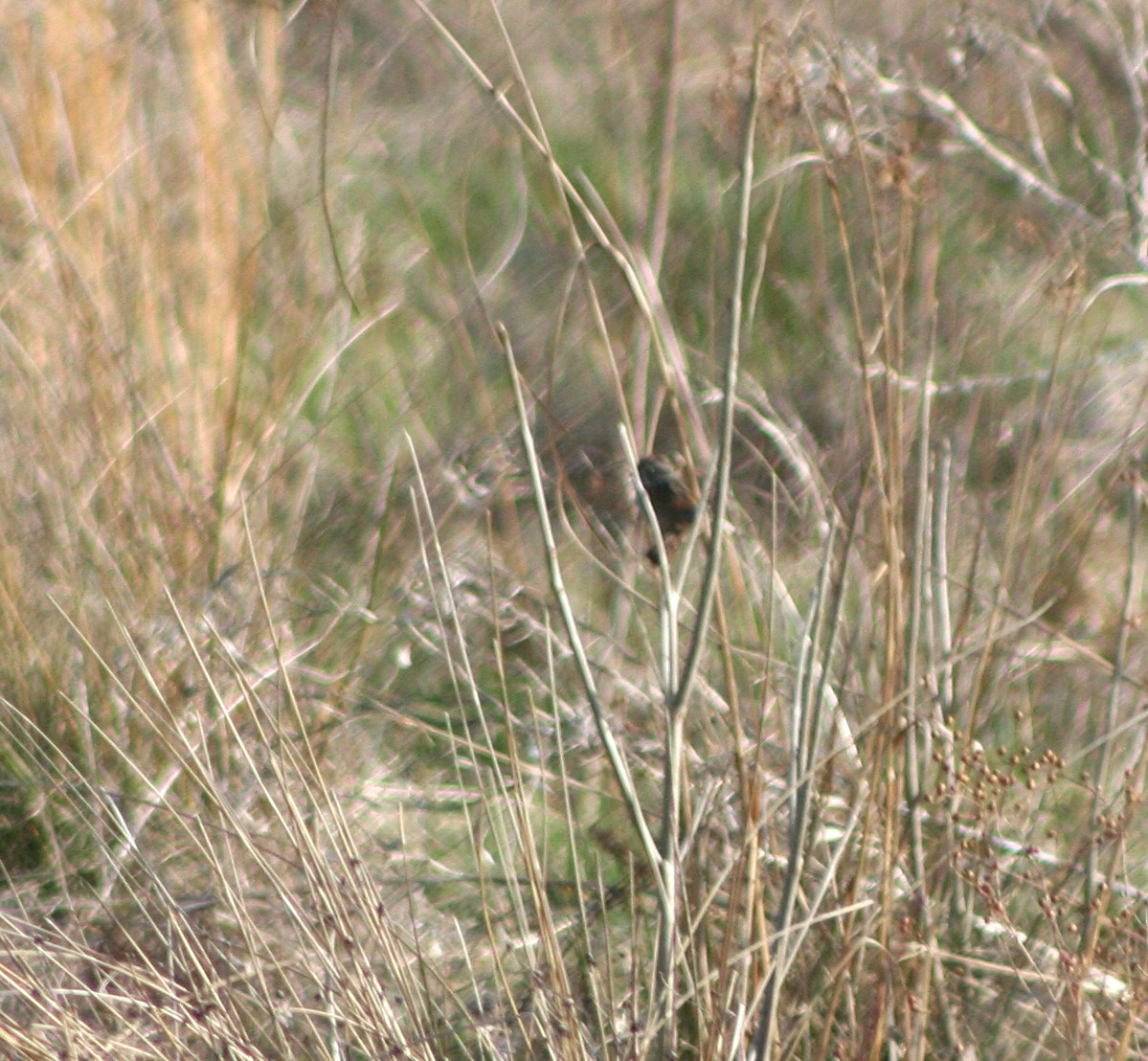 Swamp Sparrow - ML431921251