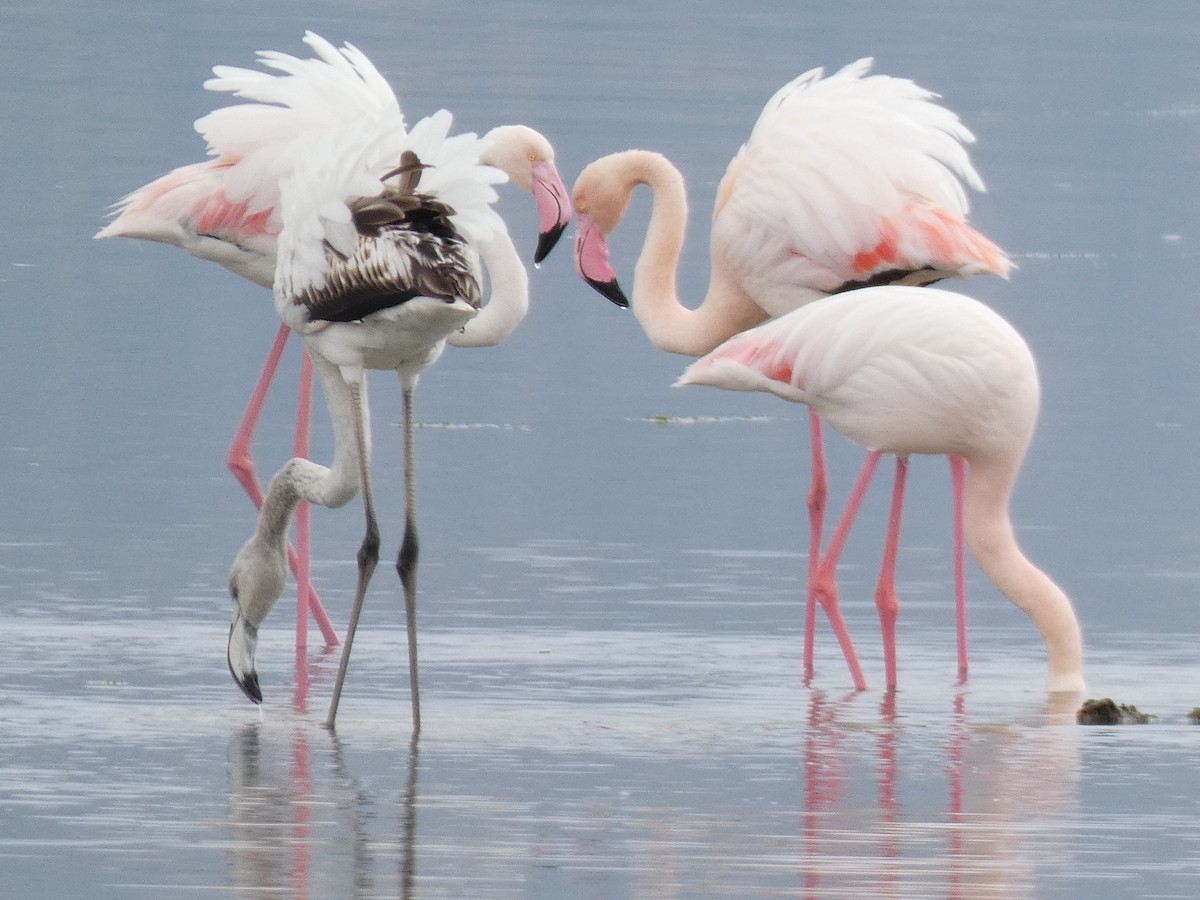 Greater Flamingo - Elliot Dziedzic