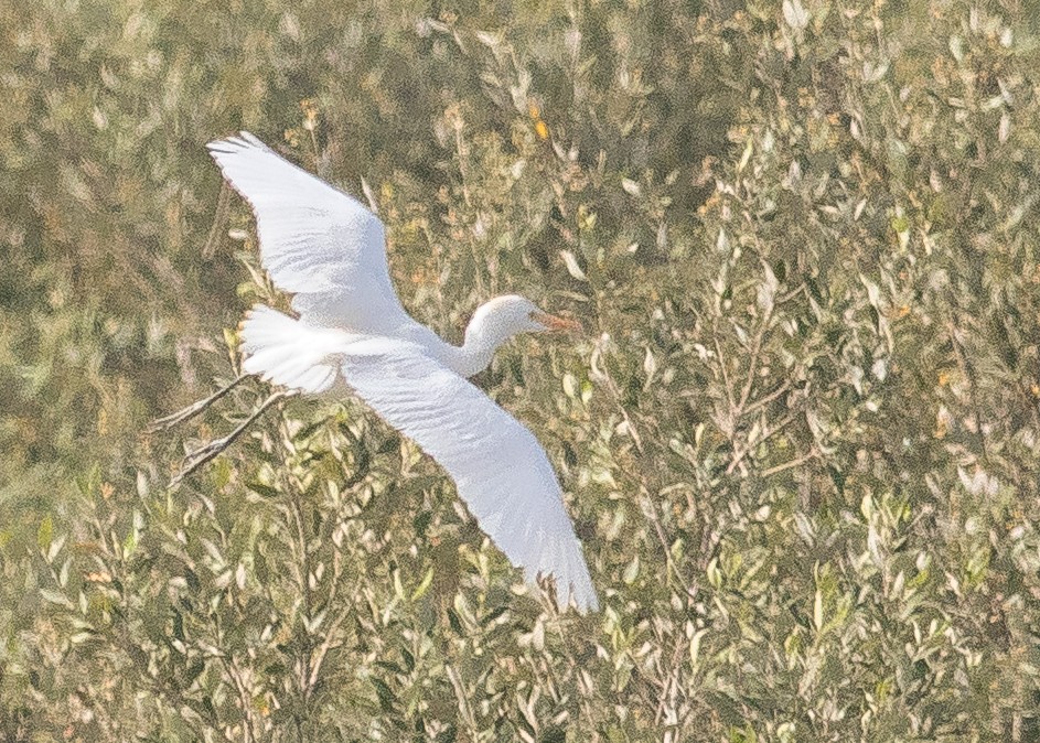 Western Cattle Egret - SeyedHamed Mousavi