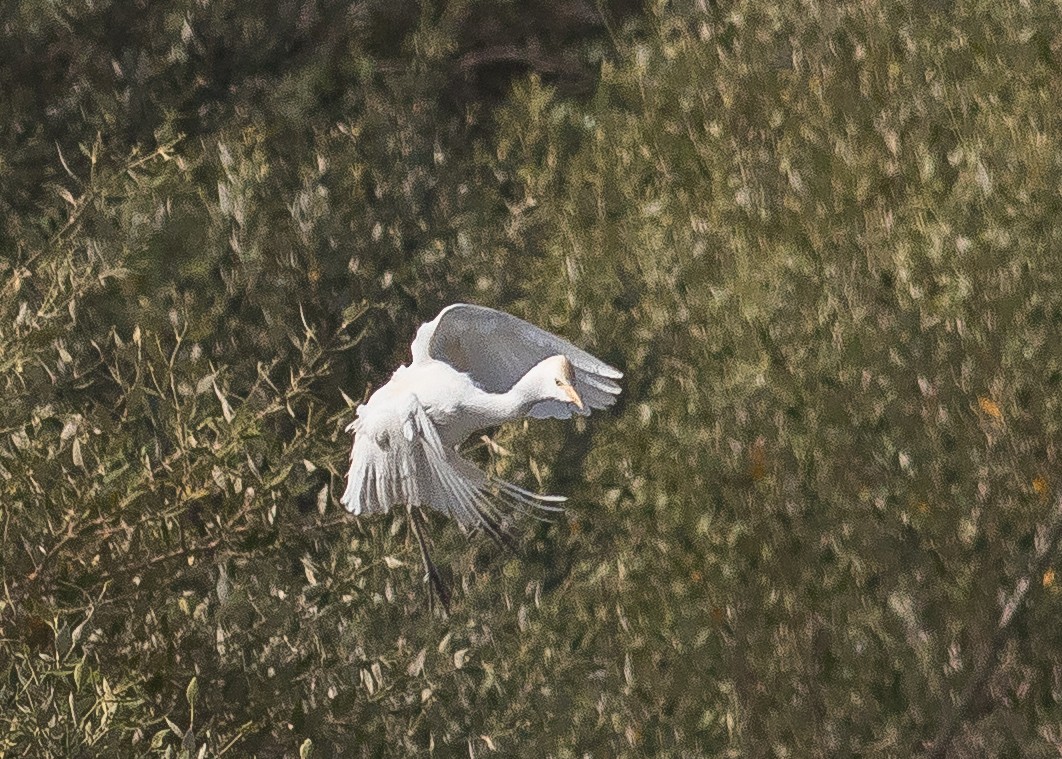 Western Cattle Egret - ML431925171