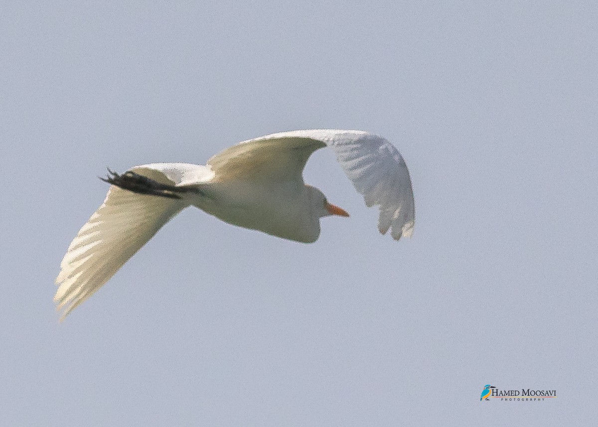 Western Cattle Egret - SeyedHamed Mousavi