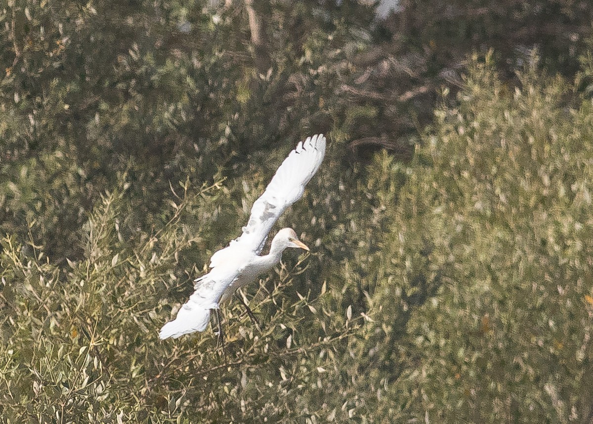 Western Cattle Egret - ML431925211