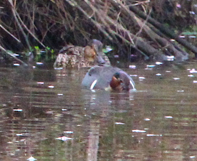 Green-winged Teal - ML431926231