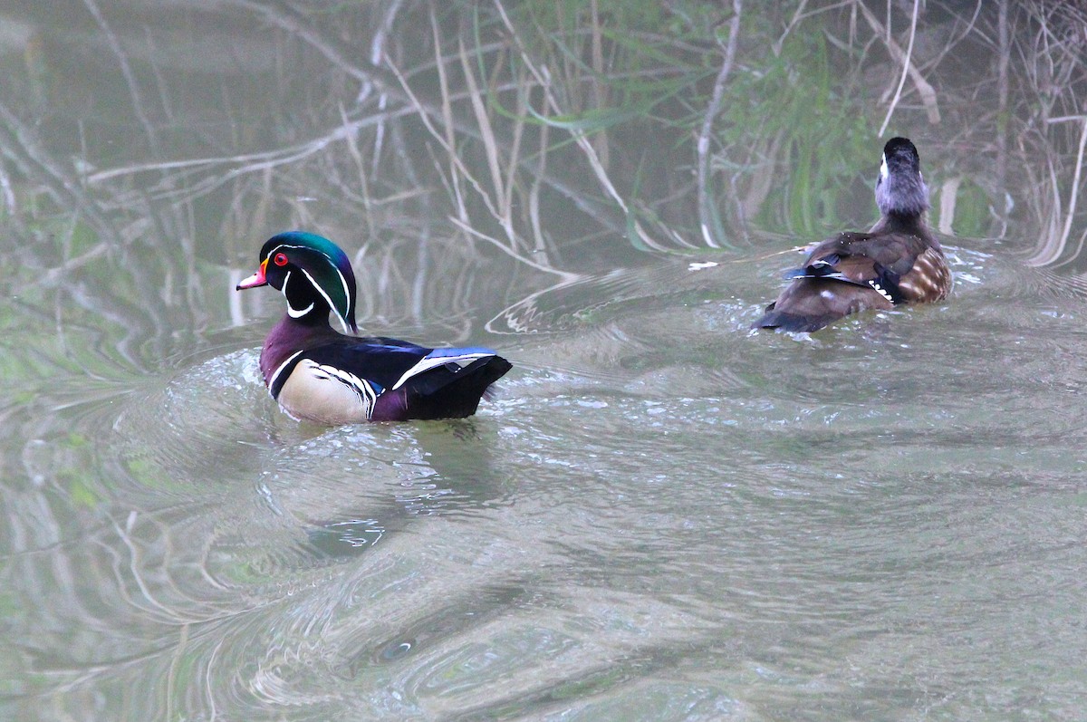 Wood Duck - ML431926251