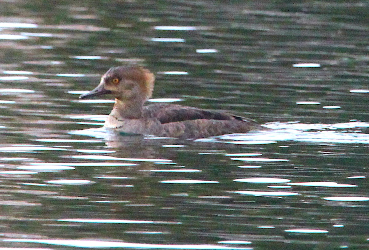 Hooded Merganser - ML431926331