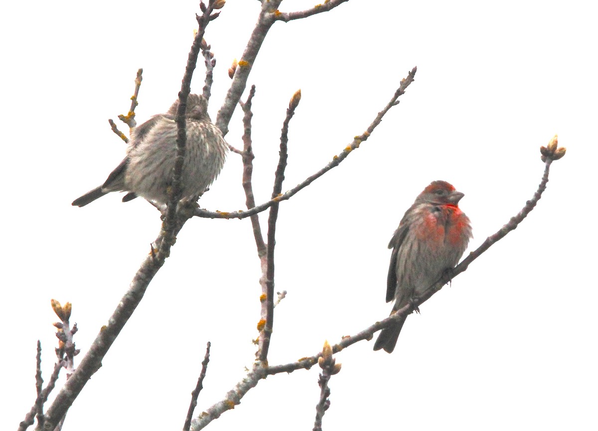 House Finch - ML431926461