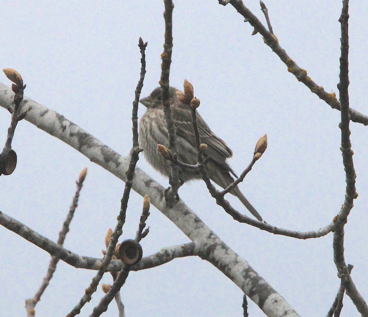 House Finch - ML431926491