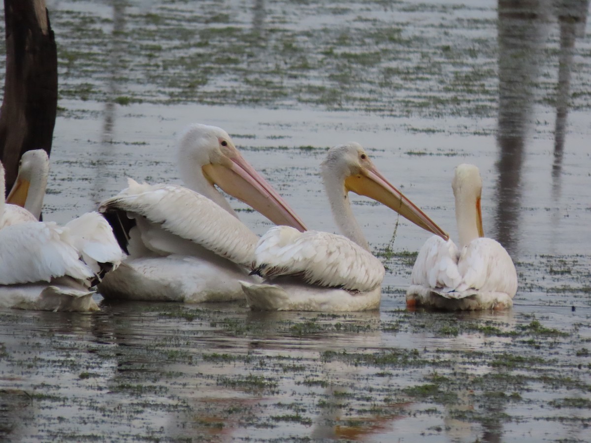 American White Pelican - ML431927731