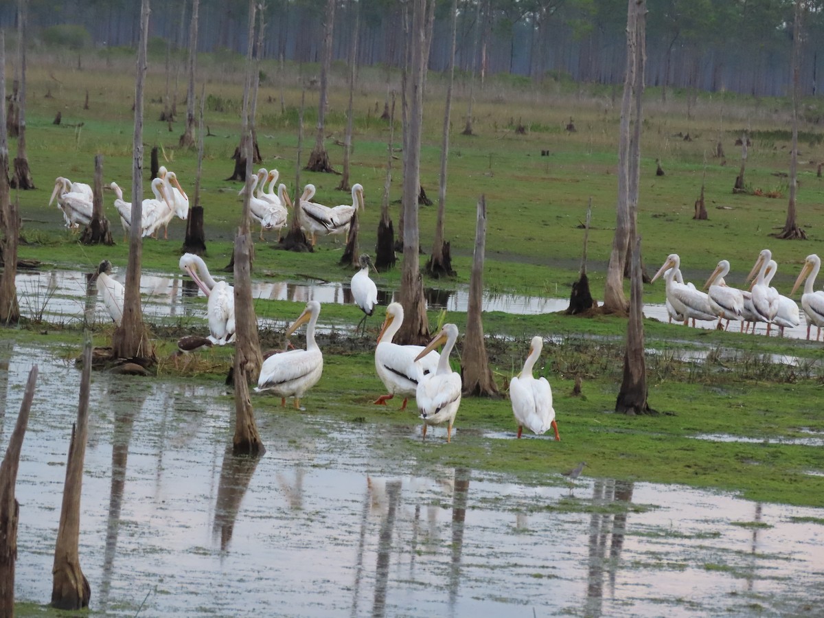 American White Pelican - ML431927821