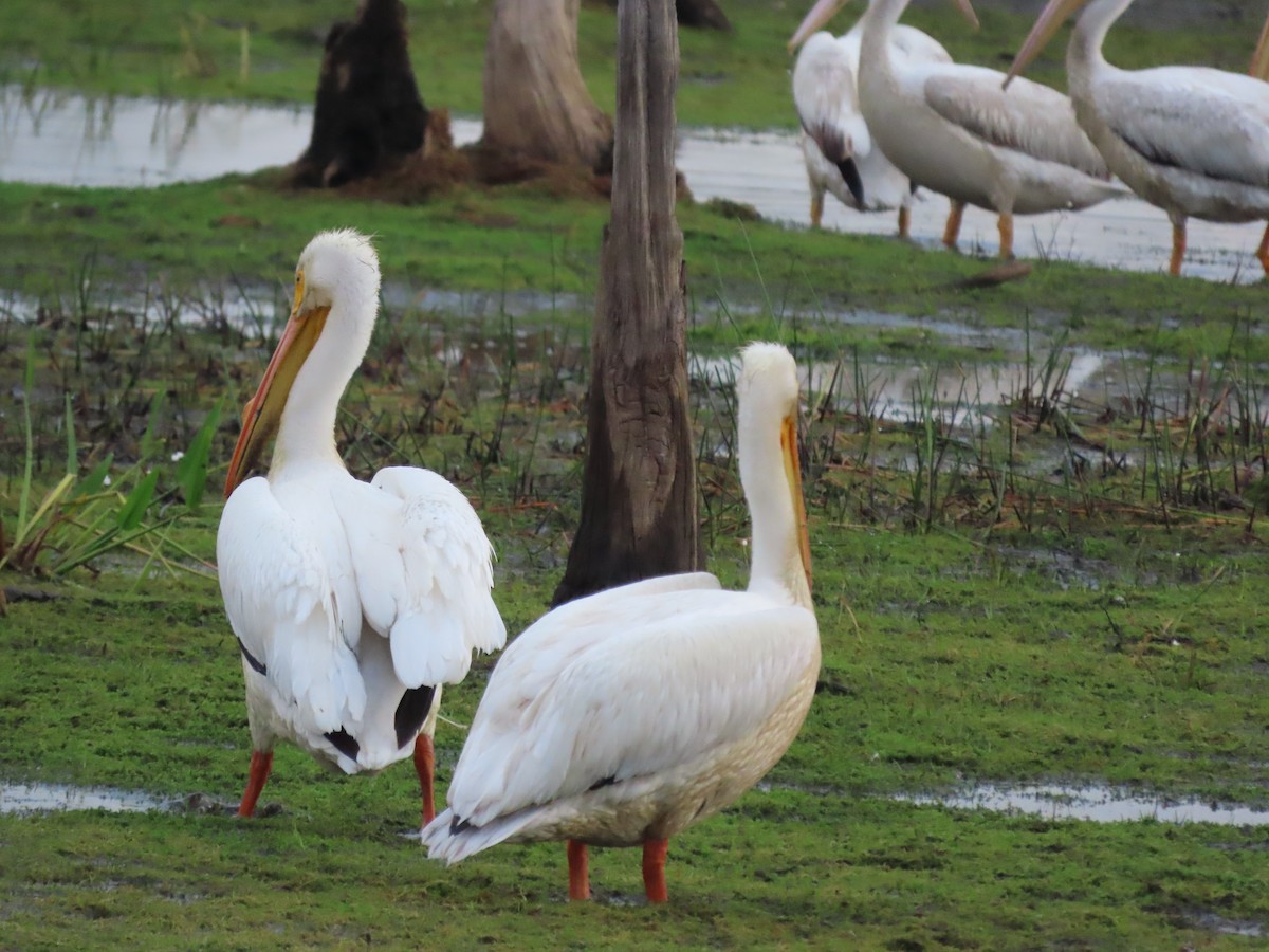 American White Pelican - ML431927851